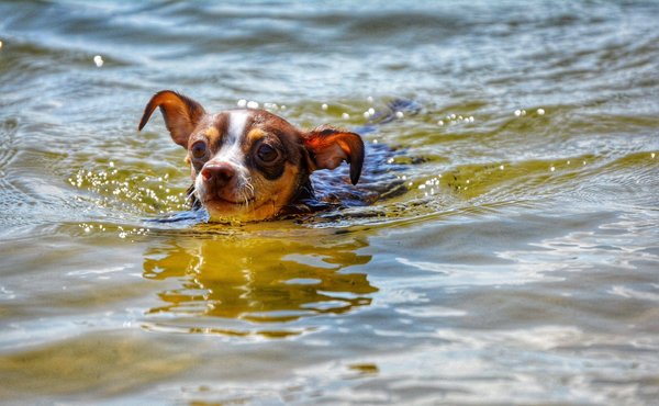 Quels sont les conseils pour débuter la pratique du Tai Chi à la maison ?