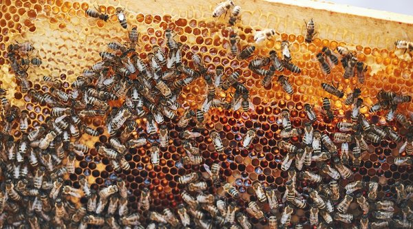 Quels sont les secrets pour réussir en tant que formateur en apiculture durable ?
